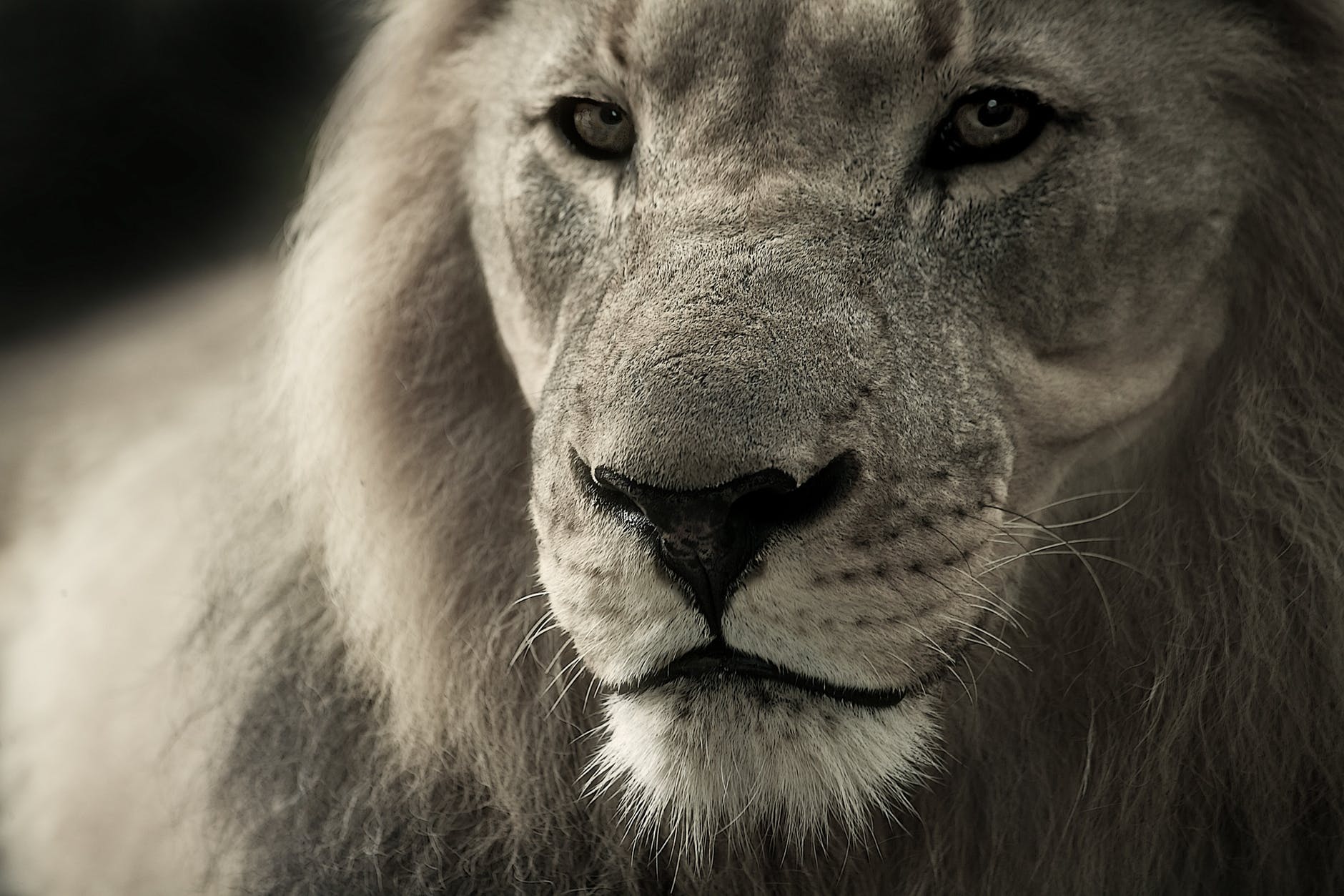 nature animal eyes fur